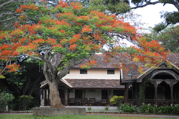 Kabini River Lodge: Flaming Tree