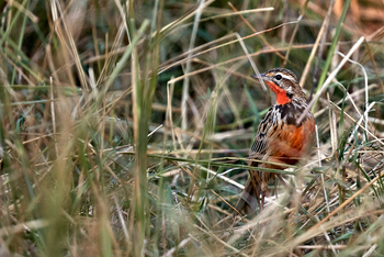 Konkamoya Lodge: Rosy-throated Longclaw