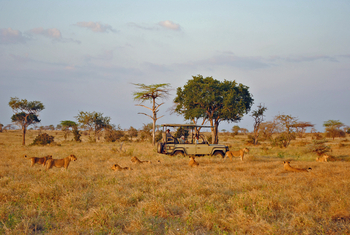 Lake Manze Camp: Löwenrudel