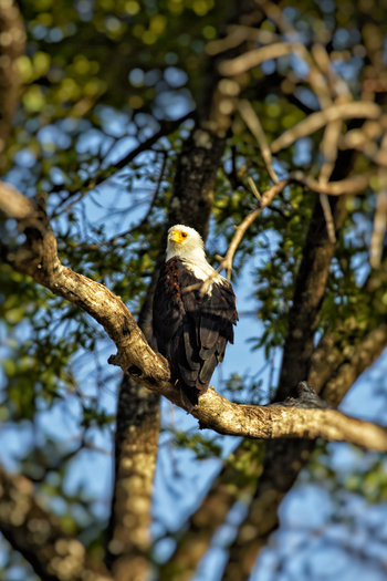 Linyanti Ebony Linyanti Ebony: Fischadler