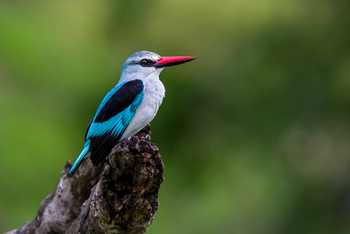 Little Vumbura Camp: Woodland Kingfisher
