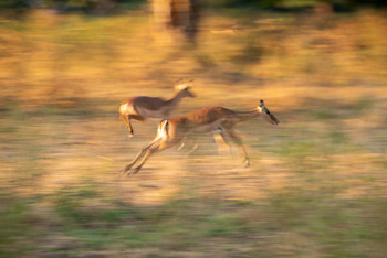 Mana River Camp Mana River Camp: Fliehende Impalas