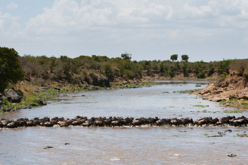 Mara Plains Camp: Streifengnus überqueren den Mara River
