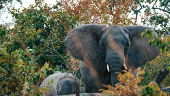 Mukambi Fig Tree Bush Camp: Elefant