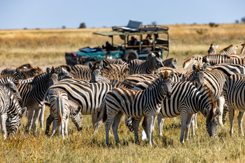 Camp Kalahari Camp Kalahari: Große Wanderung der Zebras