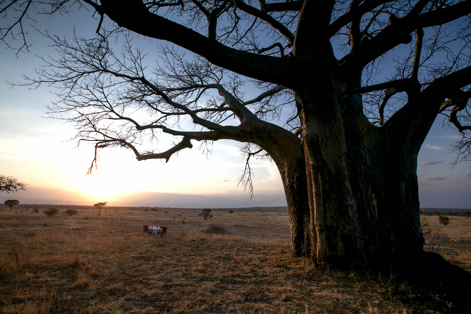 Nimali Tarangire Camp Nimali Tarangire Camp: Baobab