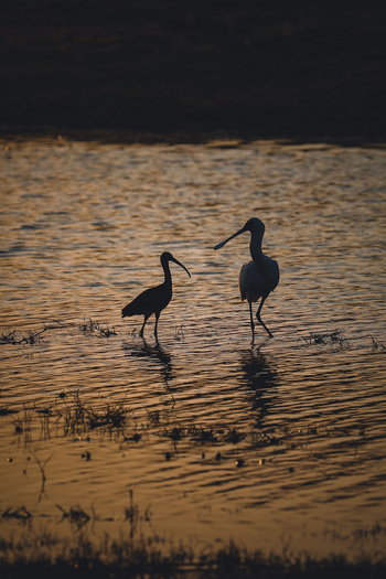 Ntemwa Busanga Bushcamp Ntemwa Busanga Bushcamp: Löffler und Ibis