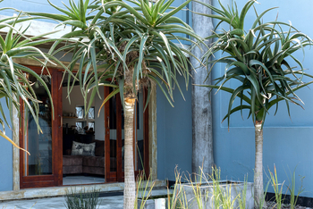 Organic Stay Guesthouse: Wüstenpflanzen im Innenhof