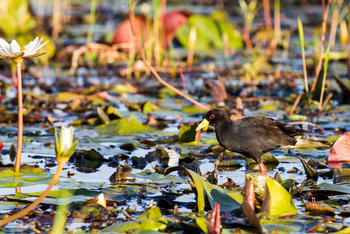 Pelo Camp: Mohrenralle Black Crake