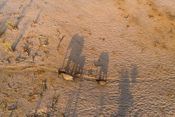 Savute Safari Lodge: Ziehende Elefanten