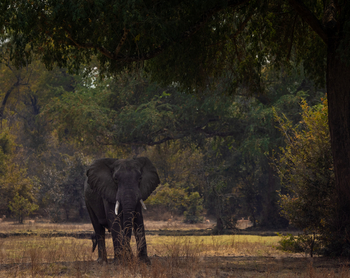 Sungani Lodge Sungani Lodge: Elefant