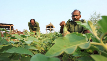 Svasara Jungle Lodge: Biogemüse