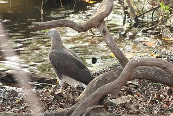 Svasara Jungle Lodge: Grey-Headed Fish Eagle