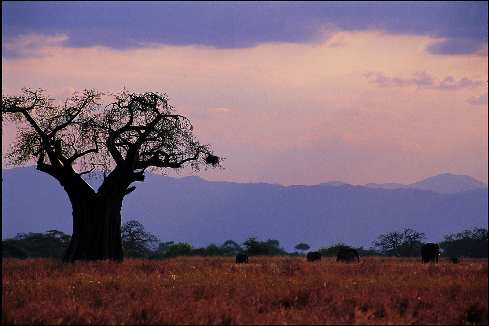 Tarangire Kati Kati Tented Camp Tarangire Kati Kati Tented Camp: Landschaft