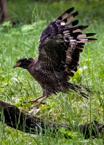 Tathastu Resort Tadoba: Crested Serpent Eagle