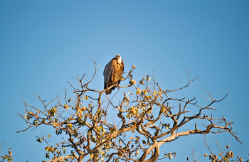 The Ekipa Etosha: White-backed Vulture