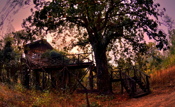 Treehouse Hideaway: Tendu Treehouse