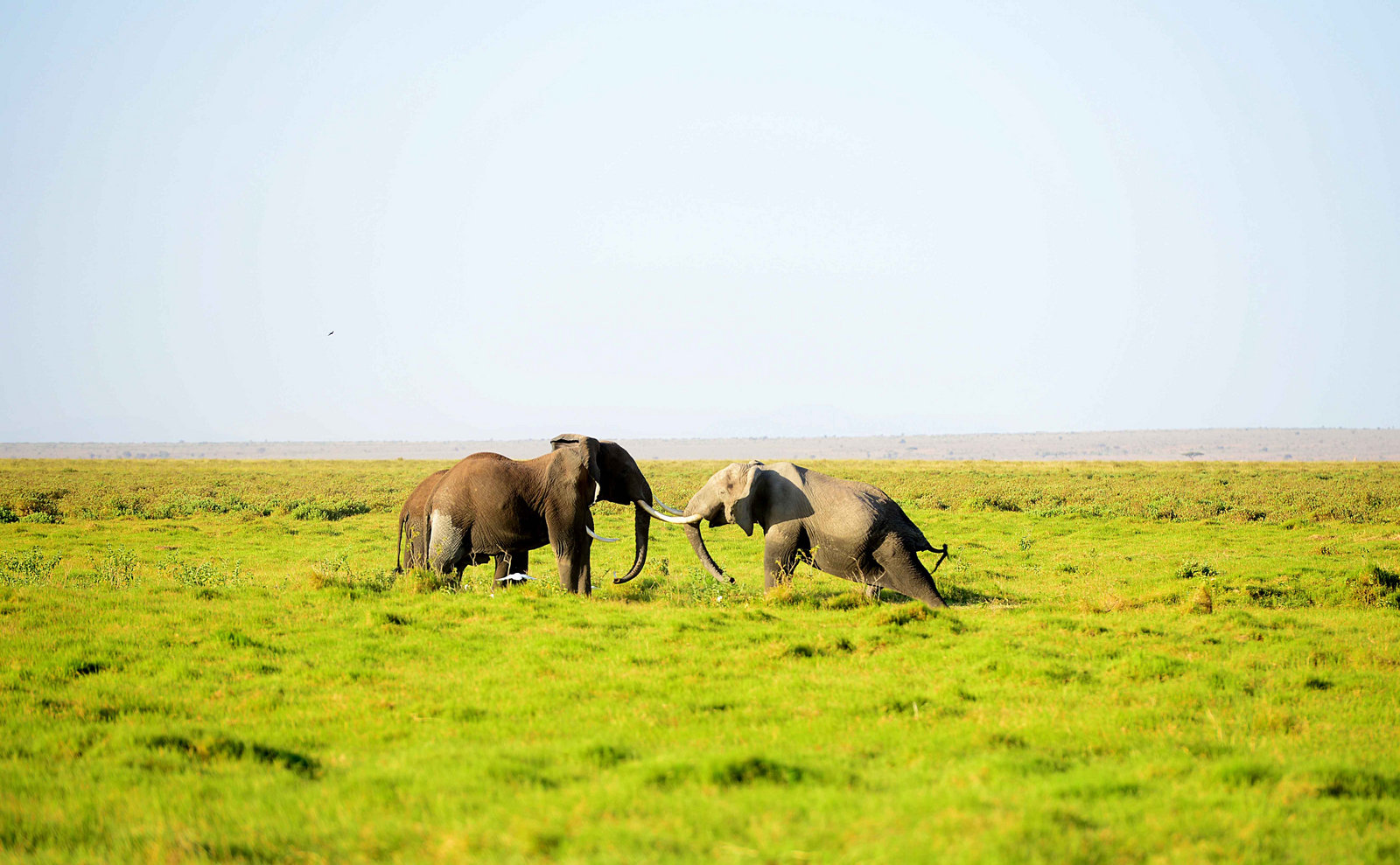 Amboseli Serena Safari Lodge Amboseli Serena Safari Lodge: Elefantenkampf