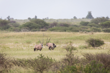 Boteti River Camp: Spießböcke