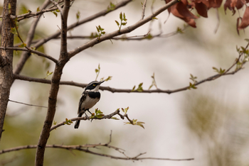 Camp Kuzuma: Chinspot Batis