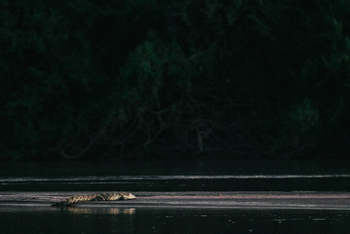 Chilo Ivory Trail Adventure: Krokodil