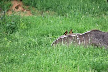 Chilo Ivory Trail Adventure: Oxpecker