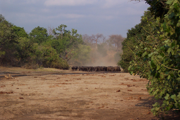 Chitake Mobile Camp Chitake Mobile Camp: Nahende Büffelherde