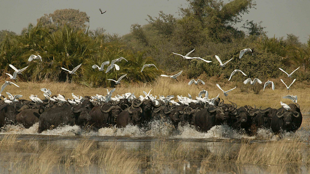 Duba Plains Camp