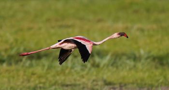 Elewana Tortilis Camp: Flamingo im Flug