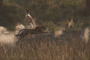 Flame of the Forest Safari Lodge: Tiger auf Jagd