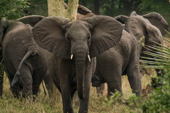 Gorongosa Safaris: Elefanten