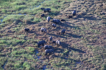 Guma Lagoon Camp: Elefantenherde