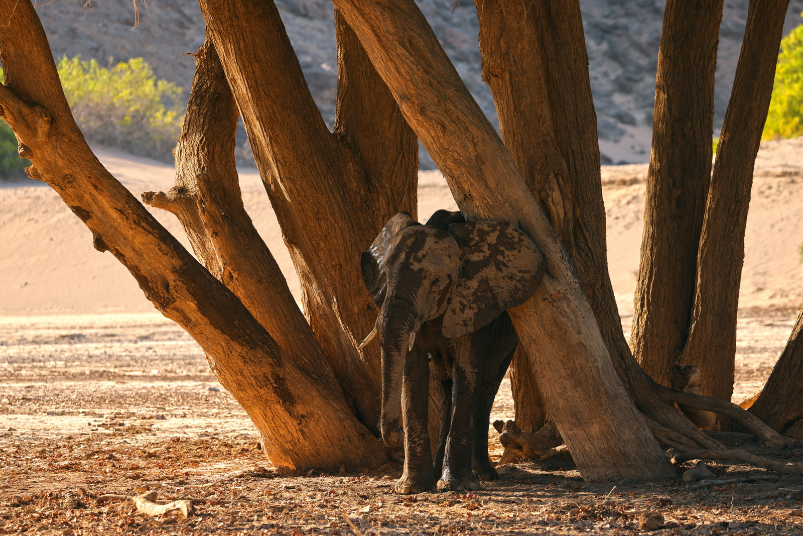 Hoanib Valley Camp Hoanib Valley Camp: Elefantenkalb zwischen alten Bäumen