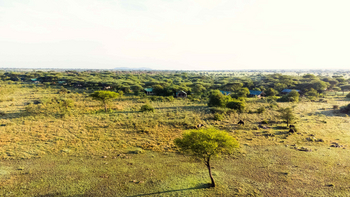 Ikoma Tented Camp: Elefanten Durchqueren die Morgendlichen Grasflächen