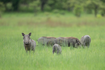 Ila Safari Lodge Ila Safari Lodge: Warzenschweine