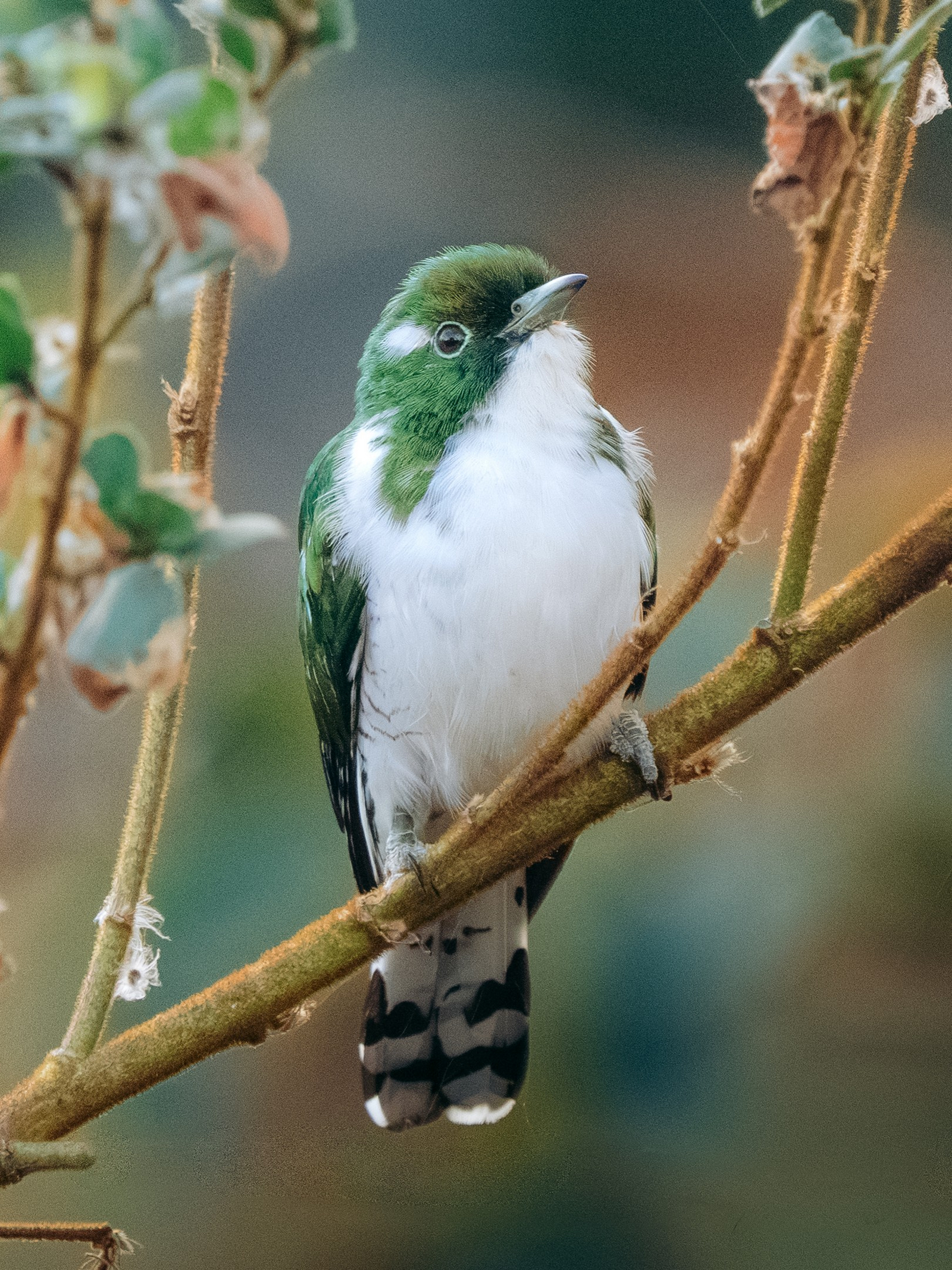 Katambuga House Katambuga House: Klaas-Kuckuck