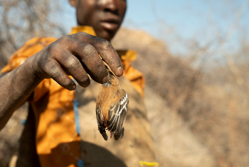 Kisima Ngeda Camp: Hadzabe-Jagd