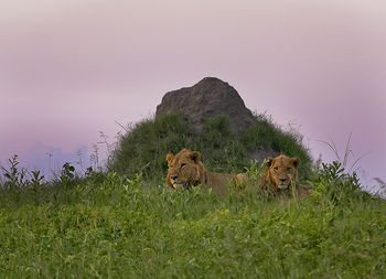 Linyanti Expeditions: Löwen vor einem Termitenbau