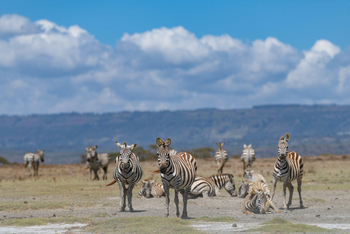 Loldia House: Auf Crescent Island
