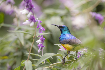 Loldia House: Variable Sunbird