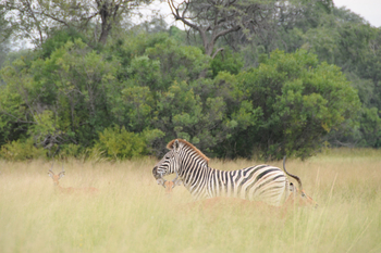 Macatoo Camp: Zebra