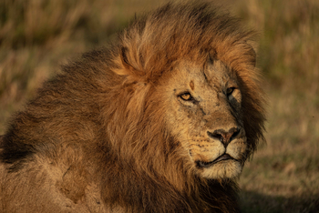 Mahali Mzuri: Portrait