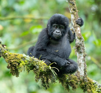 Mahogany Springs Safari Lodge: Baby Gorilla