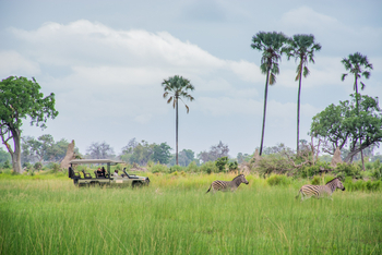Moremi Crossing: Zebras