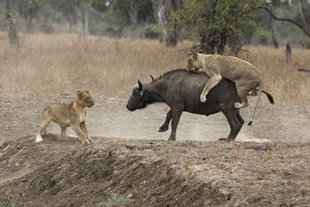 Mukambi Busanga Plains Camp: Löwenjagd