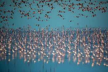 Camp Kalahari Camp Kalahari: Flamingos in den Salzpfannen
