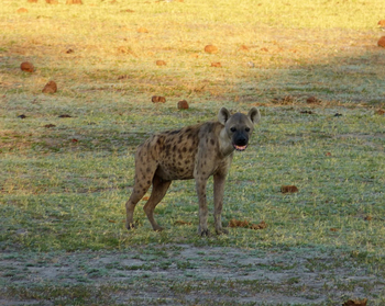 Nogatsaa Pans Chobe Lodge: Tüpfelhyäne
