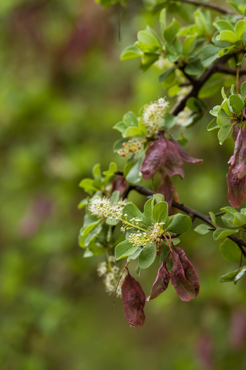 Nxai Pan Camp: Blühender Baum