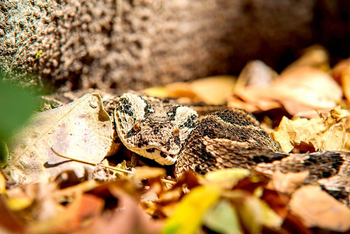 Oddballs' Enclave Camp: Felsenpython