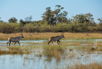 Okavango Explorers Camp Okavango Explorers Camp: Pferdeantilopen
